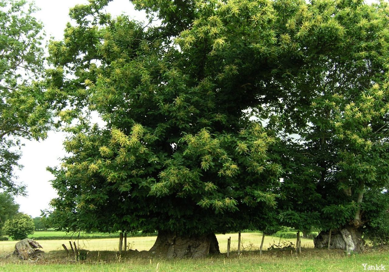 Agrandir l'image (fenêtre modale)