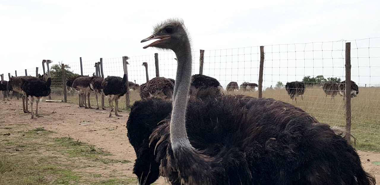 Agrandir l'image (fenêtre modale)