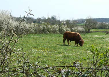 Agrandir l'image (fenêtre modale)