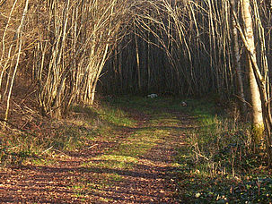 Chemin du Moulin du bois du Retail