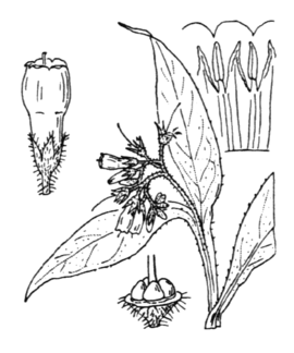 Agrandir l'image (fenêtre modale)